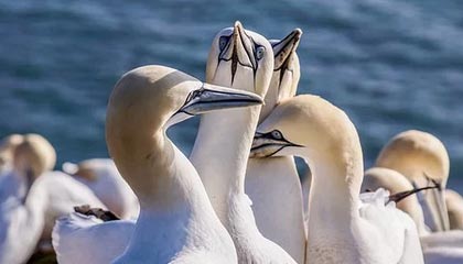 CBA-徐杰19+5贾尔斯30+10+8 广东战胜江苏