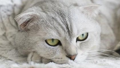 CBA-徐杰19+5贾尔斯30+10+8 广东战胜江苏